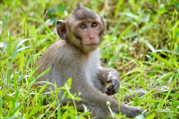 Naklejka na ściany i meble Macaque Monkey
