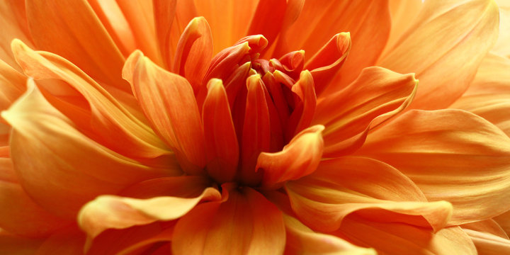 Fototapeta Petals in the salmon./Petals of a large flower a dahlia in salmon tones close up.