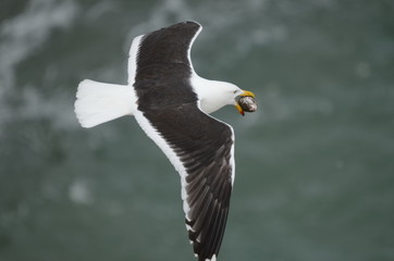 Southern Black-backed Gull stealing a Gannet egg, North Island, New Zealand