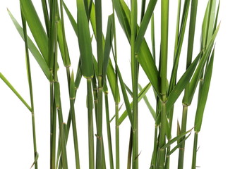 Green reed, cane grass Isolated on white background, clipping path