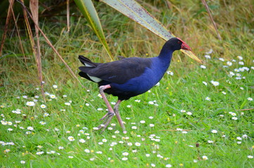 Australasian Swamphen (Porphyrio melanotus), or Purple Swamphen. Auckland, New Zealand