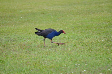 Australasian Swamphen (Porphyrio melanotus), or Purple Swamphen. Auckland, New Zealand
