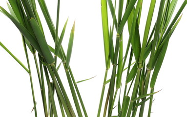 Naklejka premium Green reed, cane grass Isolated on white background, clipping path