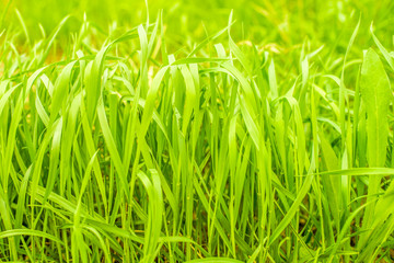 Obraz premium Green high furry grass