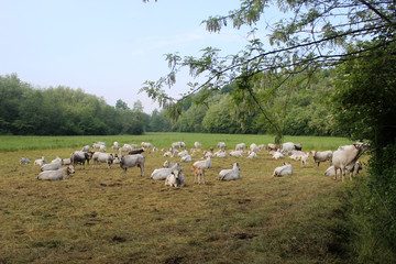 cows in fosano