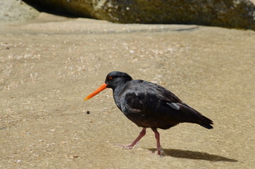 Black Oystercatcher at Abel Tasman, South Island, New Zealand 
