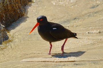Black Oystercatcher at Abel Tasman, South Island, New Zealand 