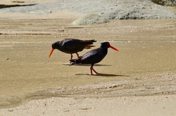 Black Oystercatcher at Abel Tasman, South Island, New Zealand 