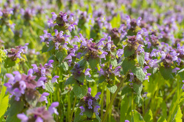 A field full of pink deadnails