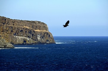 Fototapeta na wymiar view across the ocean towards a tall cliff with a eagle passing by, Torbay Newfoundland Canada