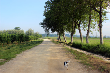 fossano in spring