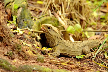 Tuatara lizard (Sphenodon guntheri) in New Zealand