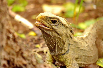 Tuatara lizard (Sphenodon guntheri) in New Zealand