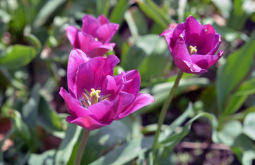 Tulpen