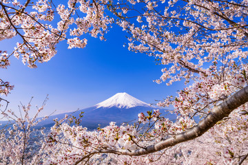 満開の桜と富士山 花のフレームに彩られた富士山の風景 / The scenery of...