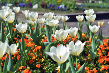 Tulpenbeet