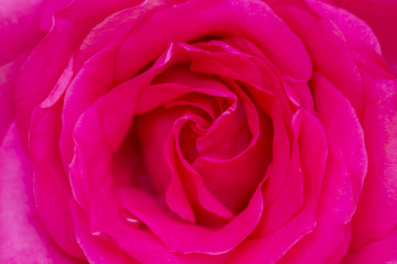 Petals of pink roses