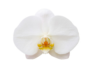 Fototapeta na wymiar White phalaenopsis orchid flower isolated on white background