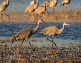 Sandhill Cranes in Bosque Del Apache