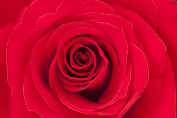 Petals of red roses