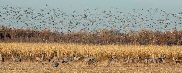 Flock of Cranes in Bosque Del Apache