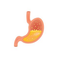 Stomach icon. Human internal organs symbol. isolated on white background. Vector illustration.