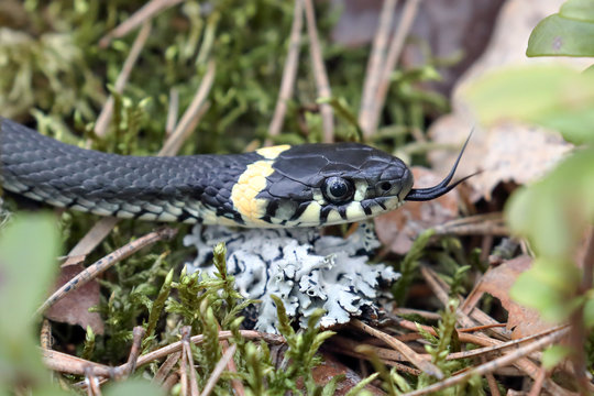 Grass Snake Smell