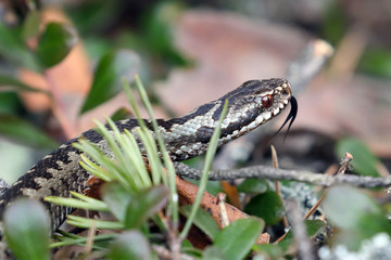 Vipera berus