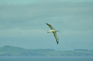 Fototapeta na wymiar Royal Albatross near Dunedin, South Island, New Zealand.
