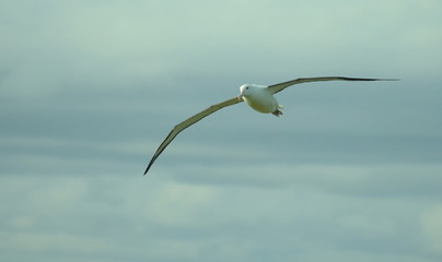 Royal Albatross near Dunedin, South Island, New Zealand.