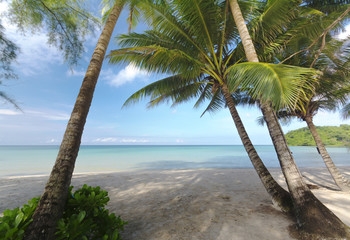 Beautiful Beach oceanfront tropical sea and coconut palm at  Koh Kood Trad