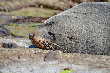 Fur Seal on the South Island, New Zealand.