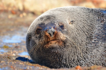 Fur Seal on the South Island, New Zealand.