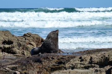 Fur Seal on the South Island, New Zealand.