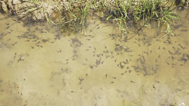 Tadpoles in a pond - close up