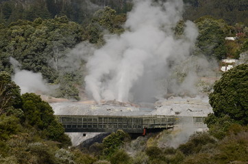 Fototapeta premium Pohutu Geyser in Te Puia Thermal Reserve, Rotorua, New Zealand