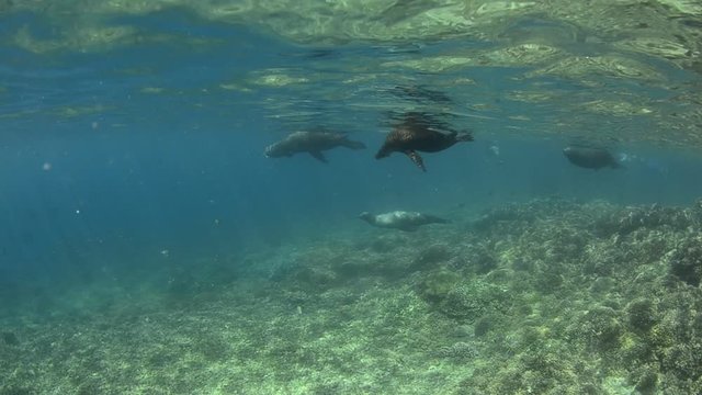 Californian sea lion (Zalophus californianus) swimming and playing in the reefs of los islotes in Espiritu Santo island at La paz,. Baja California Sur,Mexico.
