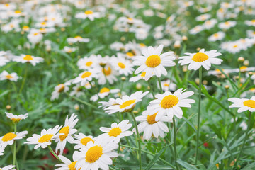 Beautiful white camomiles daisy flowers field on green meadow