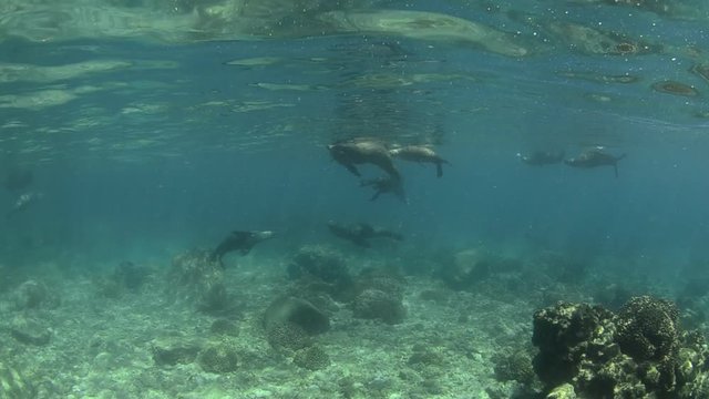 Californian sea lion (Zalophus californianus) swimming and playing in the reefs of los islotes in Espiritu Santo island at La paz,. Baja California Sur,Mexico.