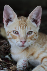 portrait of a cute cinnamon color kitten