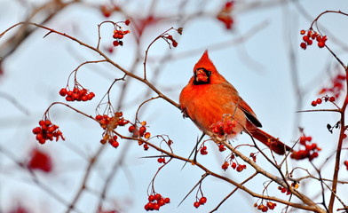 Male Northern Cardinal (Cardinalis cardinalis) eating red berries