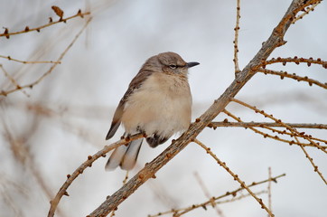 Obraz premium Northern Mockingbird