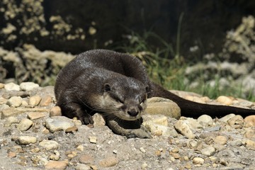 Naklejka premium sea otter in the wild