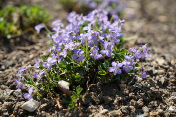 Colorful flower and flowers in german gardens

