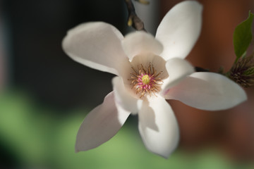 Fototapeta na wymiar Spring blossoms