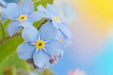 Forget me not flower closed up beautiful background