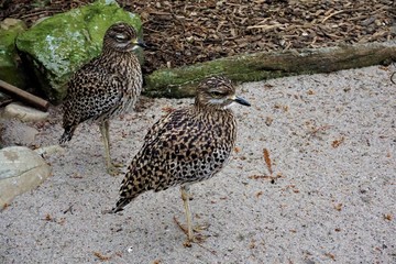 Two spotted thick-knees in the sand