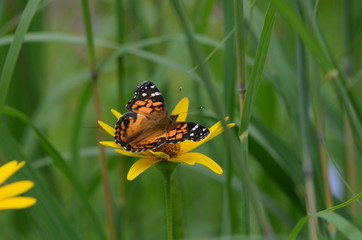 Painted Lady Butterfly on yellow coneflower