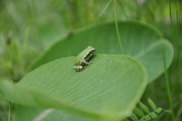 Gray Tree Frog