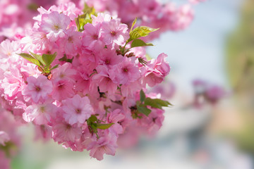 Fototapeta premium Spring blossoms
